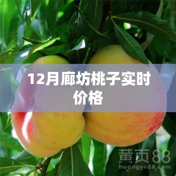 廊坊桃子最新实时价格（冬季版）