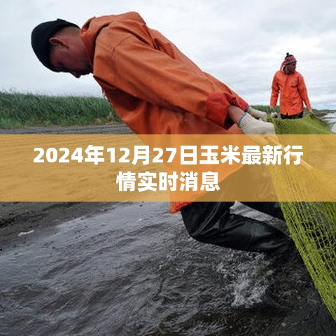 2024年玉米行情实时更新，最新市场动态解析