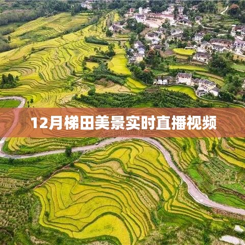12月梯田美景实时直播，自然画卷尽收眼底