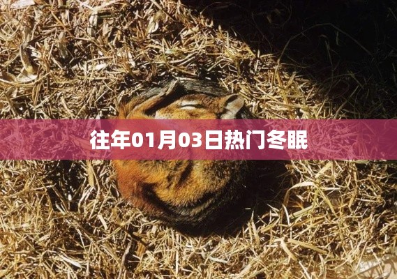 冬眠热门事件回顾，历年一月三日必看之选