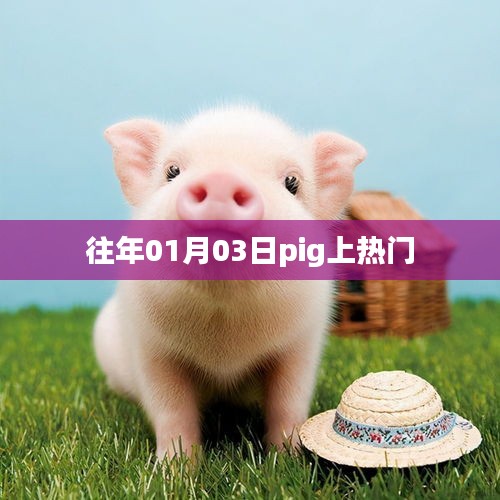 Pig成热门焦点，揭秘背后的故事