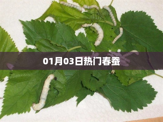 春蚕热门资讯，01月03日一网打尽