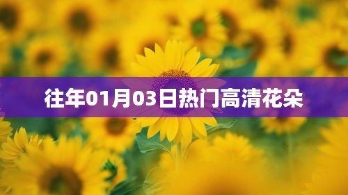 精选高清花朵美图，历年一月初三日盛放风采
