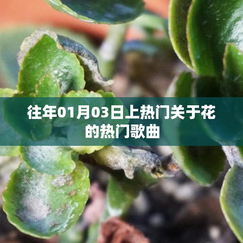 精选花之歌，一月三日热门流行单曲