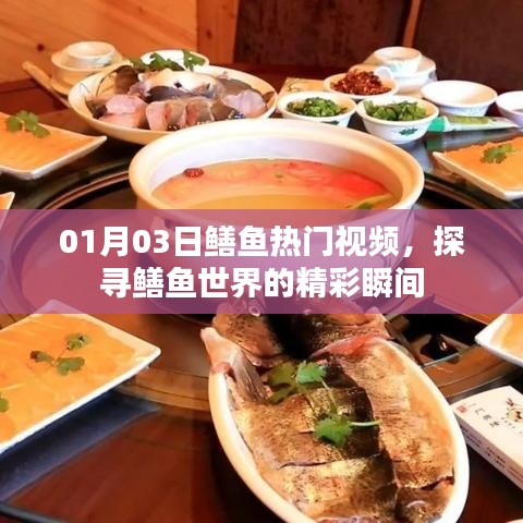 探寻鳝鱼世界精彩瞬间，热门视频大放送