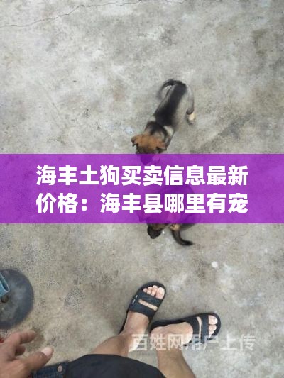 海丰土狗买卖信息最新价格：海丰县哪里有宠物店 