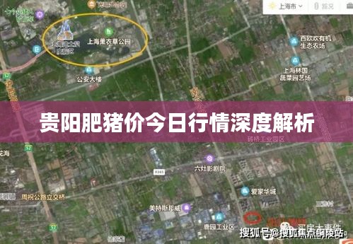 贵阳肥猪价今日行情深度解析