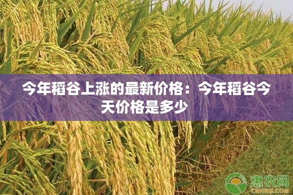 今年稻谷上涨的最新价格：今年稻谷今天价格是多少 