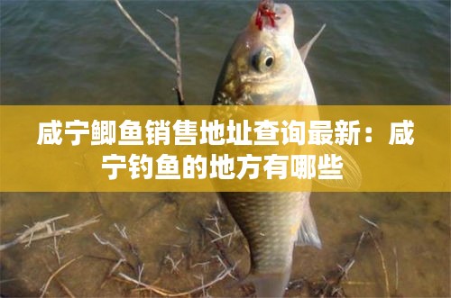 咸宁鲫鱼销售地址查询最新：咸宁钓鱼的地方有哪些 