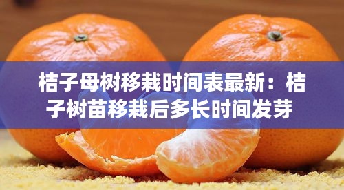 桔子母树移栽时间表最新：桔子树苗移栽后多长时间发芽 