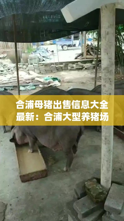 合浦母猪出售信息大全最新：合浦大型养猪场 