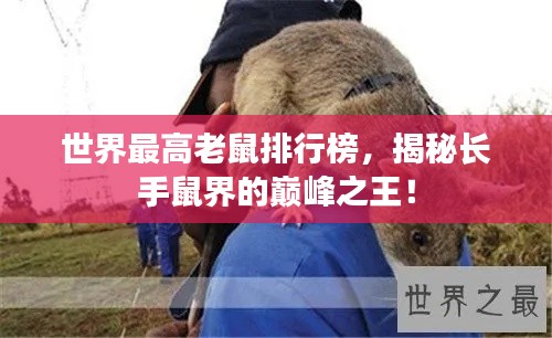 世界最高老鼠排行榜，揭秘长手鼠界的巅峰之王！