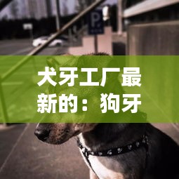 犬牙工厂最新的：狗牙加工一般多少钱 