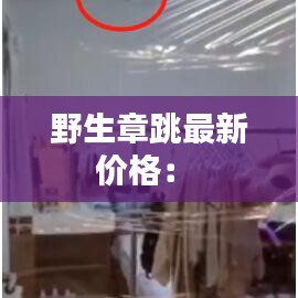 野生章跳最新价格： 