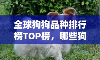 全球狗狗品种排行榜TOP榜，哪些狗狗数量最多？