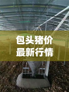 包头猪价最新行情分析，今日市场动态揭秘