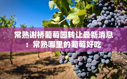 常熟谢桥葡萄园转让最新消息：常熟哪里的葡萄好吃 