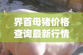 界首母猪价格查询最新行情：界首在线 