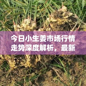 今日小生姜市场行情走势深度解析，最新价格动态一网打尽！