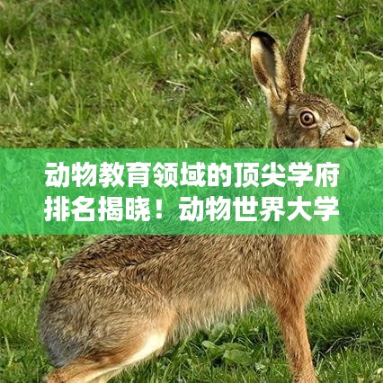 动物教育领域的顶尖学府排名揭晓！动物世界大学排名探索
