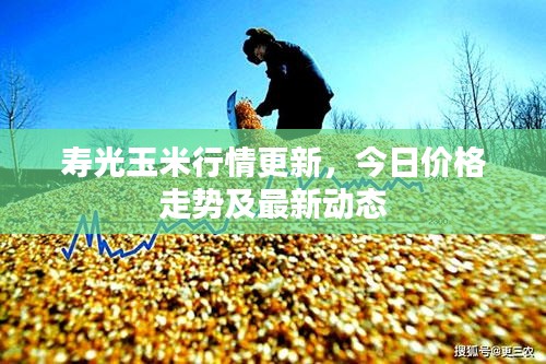 寿光玉米行情更新，今日价格走势及最新动态