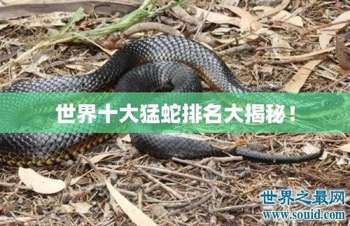 世界十大猛蛇排名大揭秘！