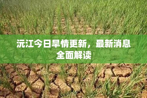 沅江今日旱情更新，最新消息全面解读