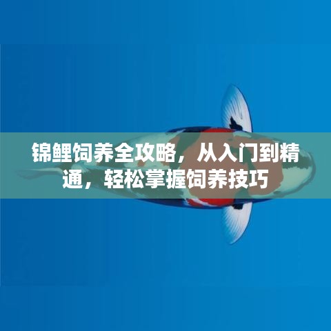 锦鲤饲养全攻略，从入门到精通，轻松掌握饲养技巧