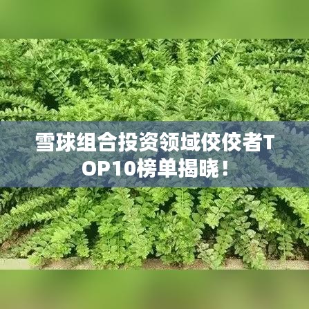 雪球组合投资领域佼佼者TOP10榜单揭晓！