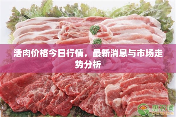 活肉价格今日行情，最新消息与市场走势分析