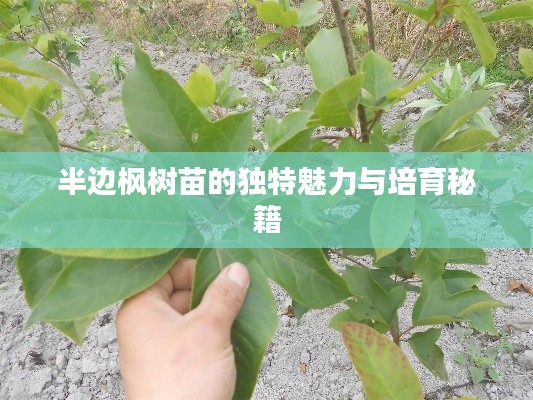 半边枫树苗的独特魅力与培育秘籍