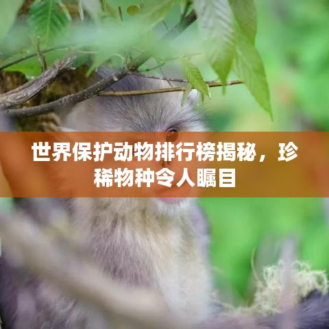 世界保护动物排行榜揭秘，珍稀物种令人瞩目