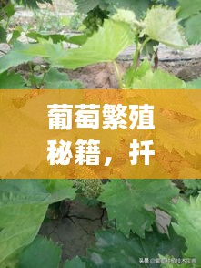 葡萄繁殖秘籍，扦插及其他高效繁殖方式揭秘
