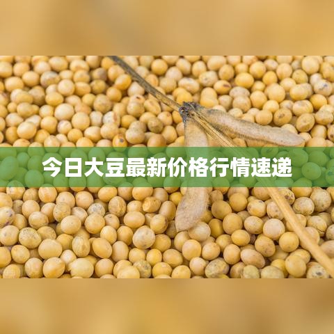 今日大豆最新价格行情速递