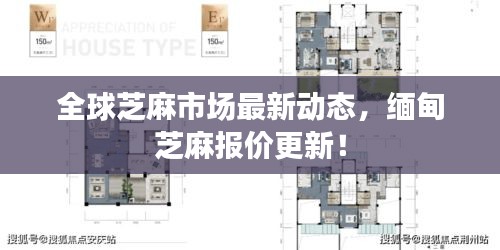 全球芝麻市场最新动态，缅甸芝麻报价更新！
