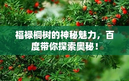 福禄桐树的神秘魅力，百度带你探索奥秘！