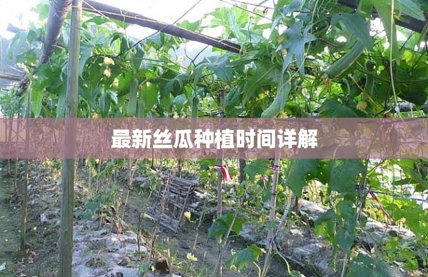 最新丝瓜种植时间详解
