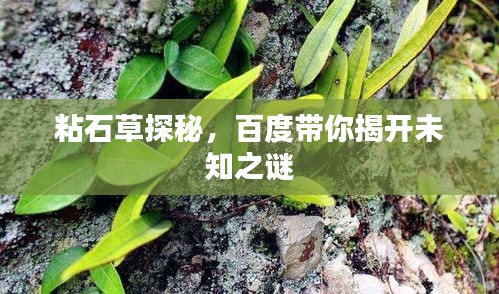 粘石草探秘，百度带你揭开未知之谜