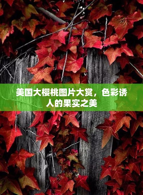 美国大樱桃图片大赏，色彩诱人的果实之美