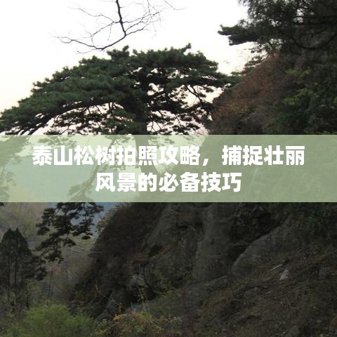 泰山松树拍照攻略，捕捉壮丽风景的必备技巧