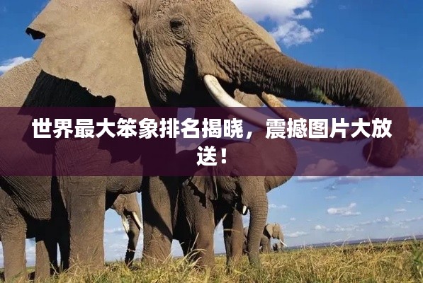 世界最大笨象排名揭晓，震撼图片大放送！