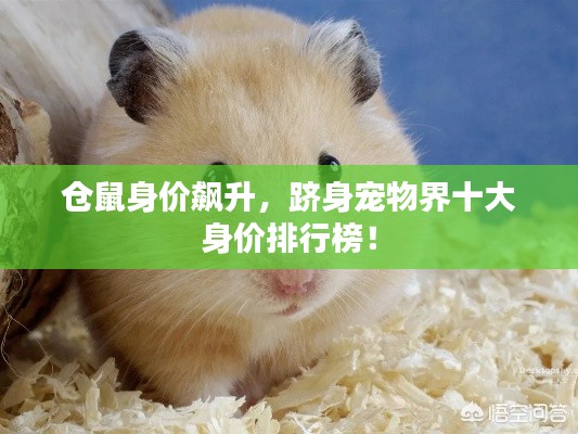 仓鼠身价飙升，跻身宠物界十大身价排行榜！
