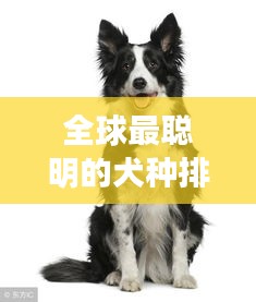 全球最聪明的犬种排行榜揭晓！