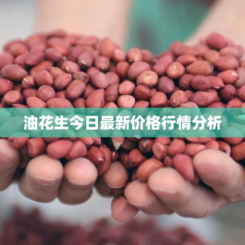 油花生今日最新价格行情分析