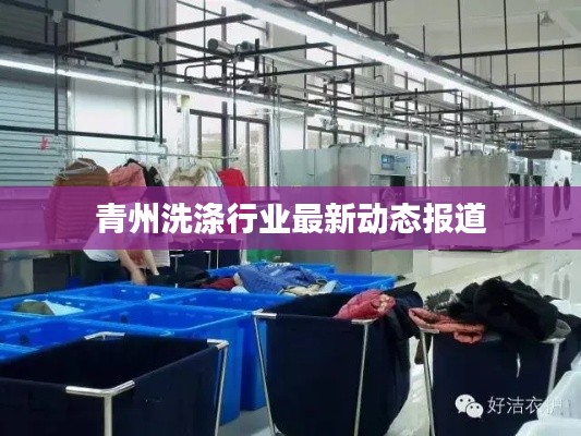 青州洗涤行业最新动态报道