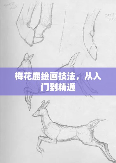 梅花鹿绘画技法，从入门到精通