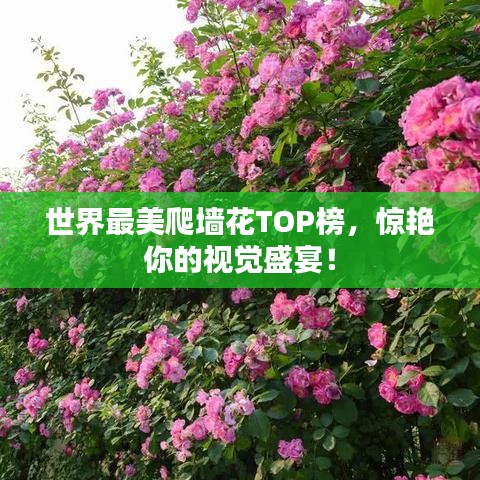 世界最美爬墙花TOP榜，惊艳你的视觉盛宴！