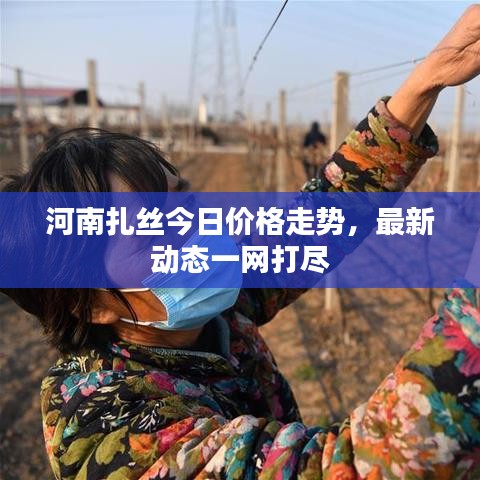 河南扎丝今日价格走势，最新动态一网打尽