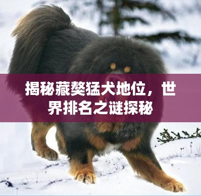 揭秘藏獒猛犬地位，世界排名之谜探秘