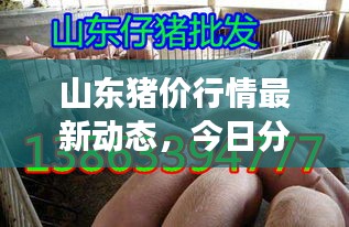 山东猪价行情最新动态，今日分析与未来展望
